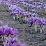 Son prix peut atteindre 2 000 000 DA/kg : le « Safran DZ » défie les géants mondiaux