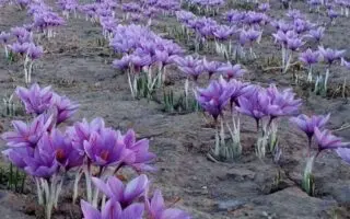 Son prix peut atteindre 2 000 000 DA/kg : le « Safran DZ » défie les géants mondiaux