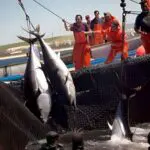 Après 15 ans d’attente, l’Algérie renoue avec ses quotas historiques de thon rouge