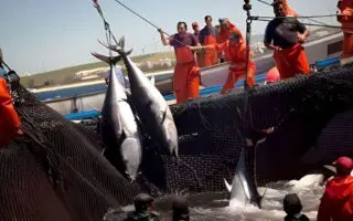 Après 15 ans d’attente, l’Algérie renoue avec ses quotas historiques de thon rouge