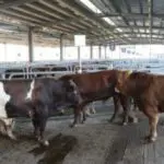 Le prix de la viande va-t-il enfin baisser ? L’Algérie ouvre ses portes aux bovins ukrainiens