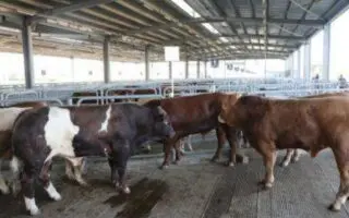 Le prix de la viande va-t-il enfin baisser ? L’Algérie ouvre ses portes aux bovins ukrainiens