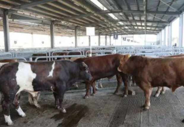 Le prix de la viande va-t-il enfin baisser ? L’Algérie ouvre ses portes aux bovins ukrainiens