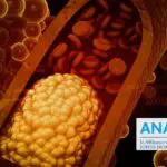 Vaincre le mauvais cholestérol : mode d’emploi pour nettoyer vos artères naturellement