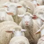 Aïd El-Adha 2026 : l’État lance les préparatifs pour l’importation d’un million de moutons