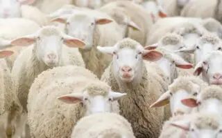 Aïd El-Adha 2026 : l’État lance les préparatifs pour l’importation d’un million de moutons