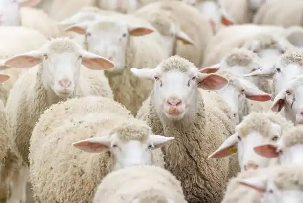 Aïd El-Adha 2026 : le ministre renforce les contrôles pour l’importation d’un million de moutons