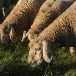 Tebboune ordonne l&rsquo;importation de 1 million de moutons : un seul pays fournira l&rsquo;Algérie pour l&rsquo;Aïd 2026