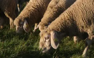 Tebboune ordonne l’importation de 1 million de moutons : un seul pays fournira l’Algérie pour l’Aïd 2026
