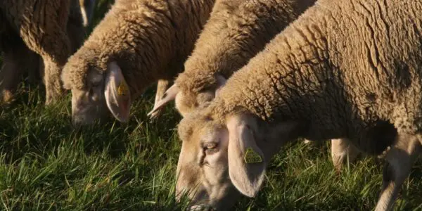 Tebboune ordonne l’importation de 1 million de moutons : un seul pays fournira l’Algérie pour l’Aïd 2026