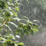 Week-end pluvieux en Algérie : fortes précipitations et retour du froid dans plusieurs wilayas ce 16/01