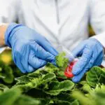 Agriculture : l’Algérie mise sur la biotechnologie pour produire ce fruit localement