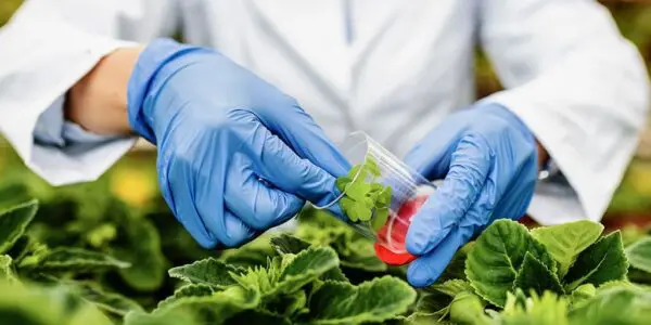 Agriculture : l’Algérie mise sur la biotechnologie pour produire ce fruit localement