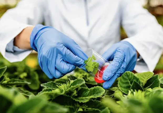 Agriculture : l’Algérie mise sur la biotechnologie pour produire ce fruit localement