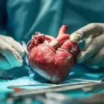 Une première historique : l’Algérie lancera la greffe du cœur dès 2026