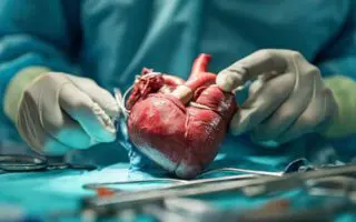 Une première historique : l’Algérie lancera la greffe du cœur dès 2026