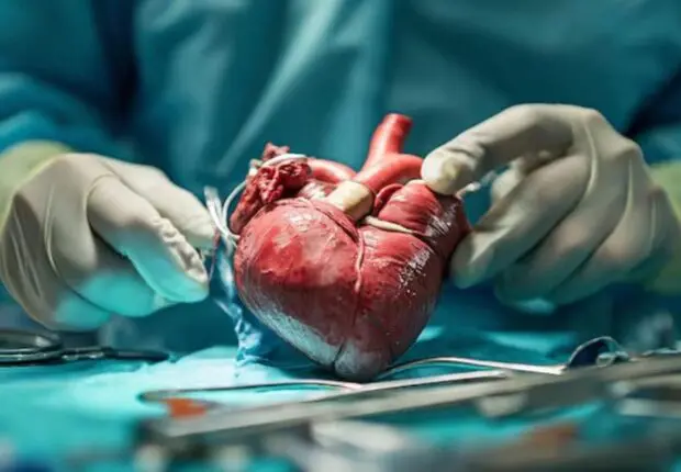 Une première historique : l’Algérie lancera la greffe du cœur dès 2026