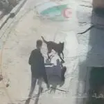 VIDÉO CHOC. Un Malinois déchaîné s&rsquo;acharne sur une fillette en pleine rue à Blida