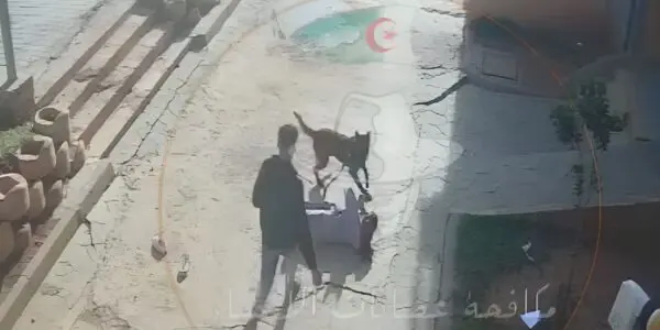 VIDÉO CHOC. Un Malinois déchaîné s’acharne sur une fillette en pleine rue à Blida