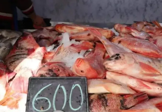 À partir de 600 DA/kg : les prix du poisson fixés pour le Ramadan