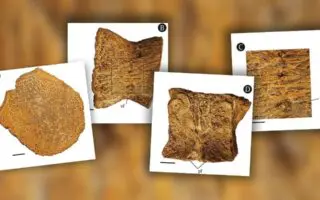 Un reptile marin vieux de 90 millions d’années découvert pour la première fois en Algérie