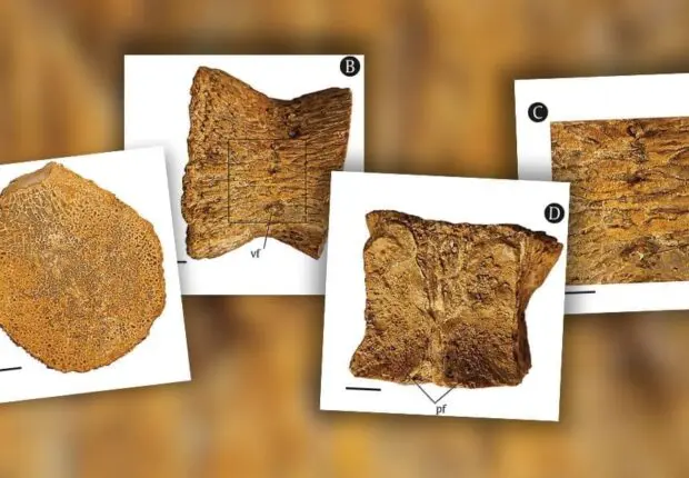 Un reptile marin vieux de 90 millions d’années découvert pour la première fois en Algérie