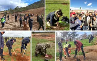 5M d’arbres en 24H : l’Algérie lance la plus grande campagne de plantation de son histoire