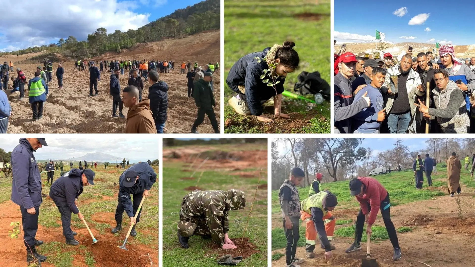 5M d&rsquo;arbres en 24H : l’Algérie lance la plus grande campagne de plantation de son histoire