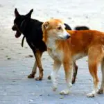 Chiens errants à Alger : la wilaya change d&rsquo;approche face à ce phénomène urbain