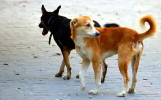 Chiens errants à Alger : la wilaya change d&rsquo;approche face à ce phénomène urbain