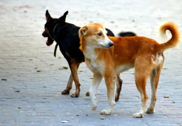 Chiens errants à Alger : la wilaya change d&rsquo;approche face à ce phénomène urbain