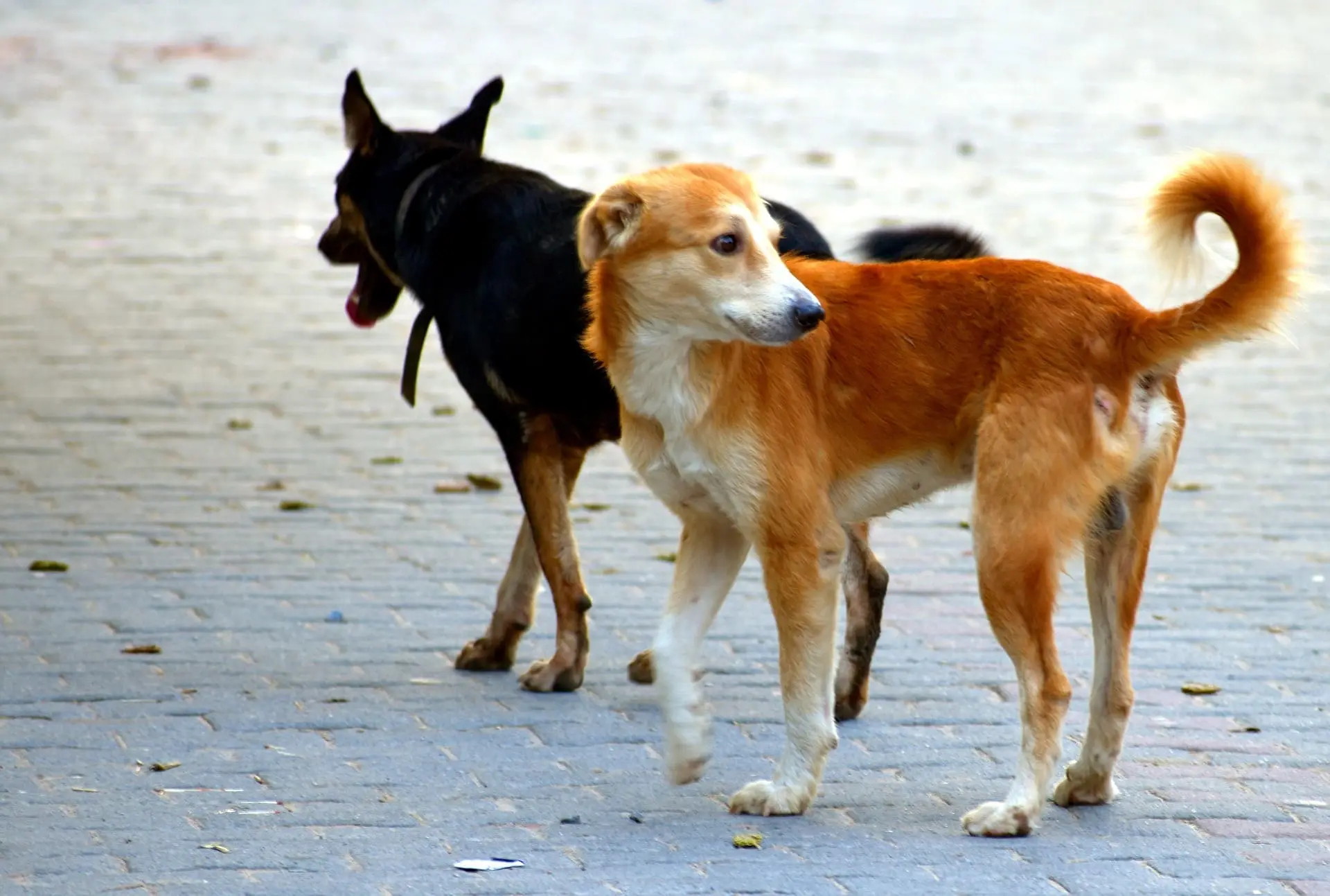 Chiens errants à Alger : la wilaya change d’approche face à ce phénomène urbain