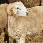 Importation de mouton pour l’Aid El-Adha 2026 : L’Algérie fixe des conditions strictes