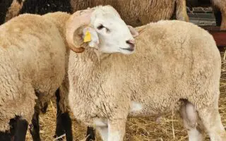 Importation de mouton pour l’Aid El-Adha 2026 : l’Algérie fixe des conditions strictes