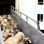 Le premier lot 2026 de moutons importés arrive à Béjaïa : 11700 têtes en provenance d&rsquo;un pays européen