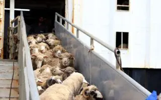 Le premier lot 2026 de moutons importés arrive à Béjaïa : 11700 têtes en provenance d’un pays européen