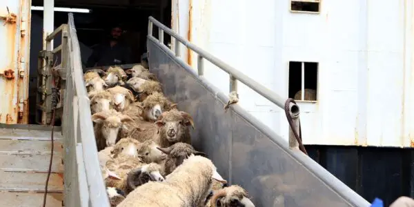 Le premier lot 2026 de moutons importés arrive à Béjaïa : 11700 têtes en provenance d&rsquo;un pays européen