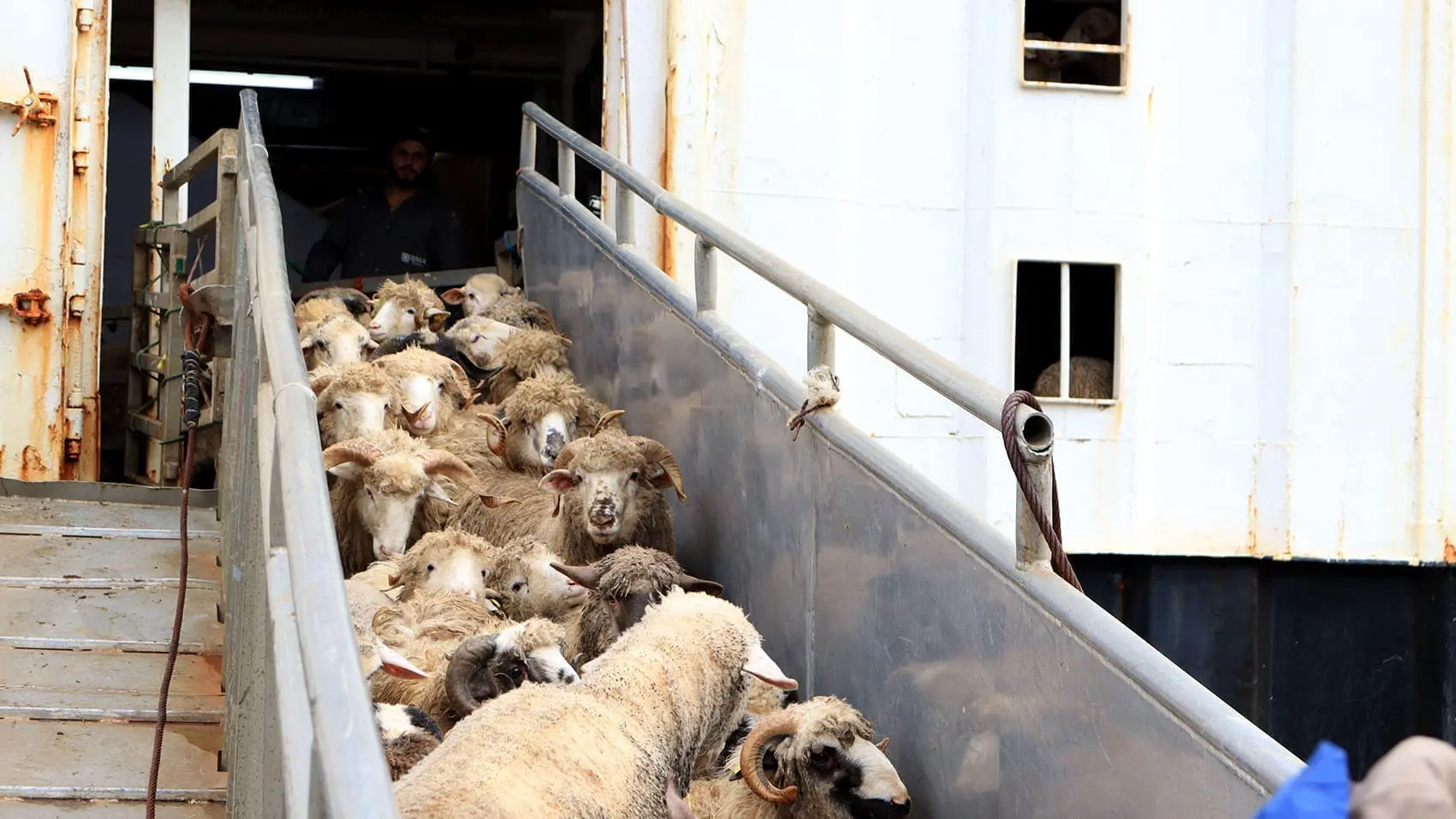 Le premier lot 2026 de moutons importés arrive à Béjaïa : 11700 têtes en provenance d’un pays européen