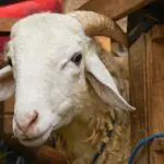 60 boites de psychotropes dissimulées dans les entrailles d&rsquo;un mouton : peine exemplaire requise 