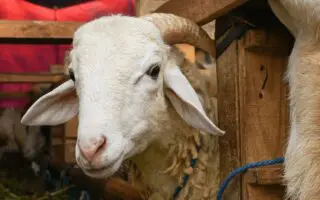 60 boites de psychotropes dissimulées dans les entrailles d&rsquo;un mouton : peine exemplaire requise 