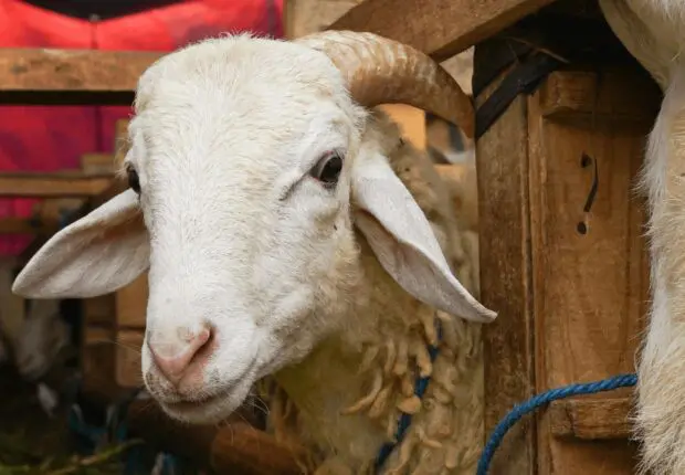 60 boites de psychotropes dissimulées dans les entrailles d&rsquo;un mouton : peine exemplaire requise 