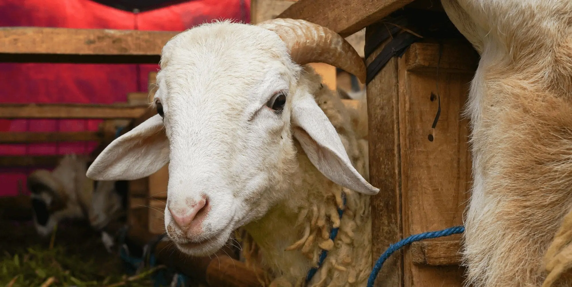 60 boites de psychotropes dissimulées dans les entrailles d&rsquo;un mouton : peine exemplaire requise 