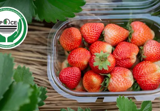 Fraises : Cette pratique vous fait perdre jusqu&rsquo;à 200 DA par barquette sans que vous le sachiez