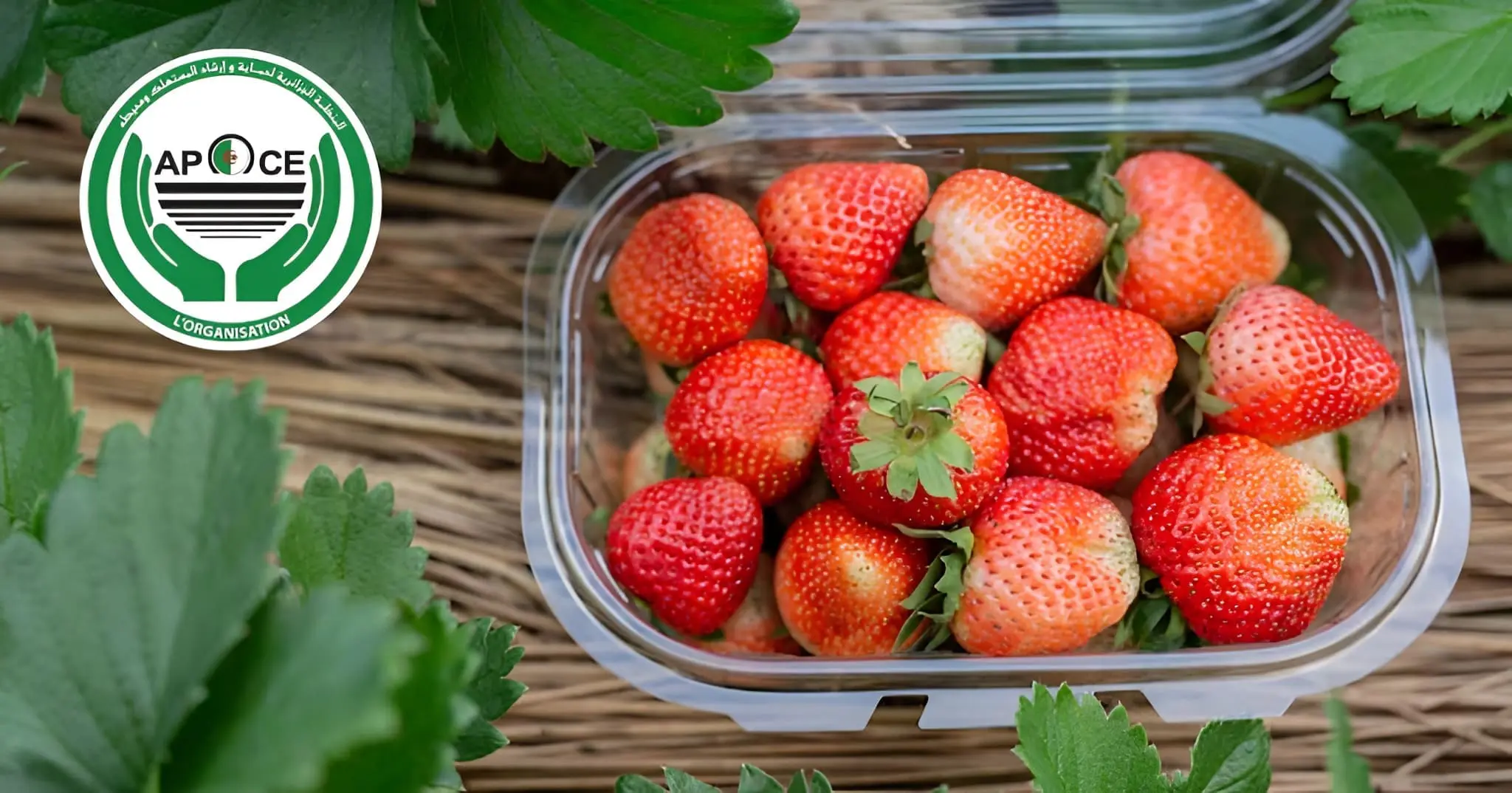 Fraises : Cette pratique vous fait perdre jusqu’à 200 DA par barquette sans que vous le sachiez