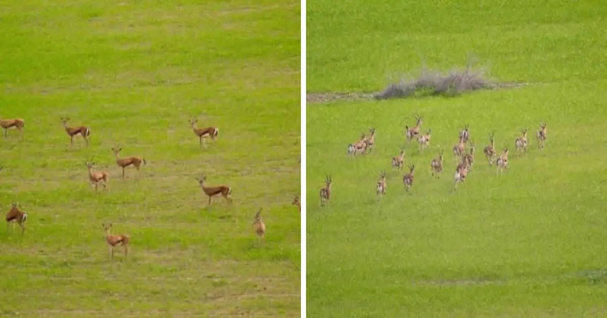 Gazelle de Rhim (Gazella leptoceros)