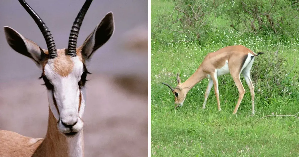 Gazelle de Rhim (Gazella leptoceros)