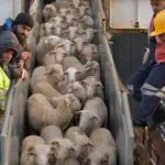 Aïd el-Adha 2026 : Les premiers moutons importés depuis ce pays débarquent au port d&rsquo;Alger