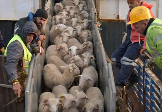 Aïd el-Adha 2026 : Les premiers moutons importés depuis ce pays débarquent au port d’Alger
