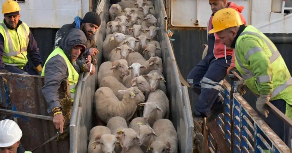 Aïd el-Adha 2026 : Les premiers moutons importés depuis ce pays débarquent au port d’Alger