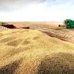 Viande, blé, maïs… Ce qui se cache derrière l’offensive agricole du géant italien BF à Timimoun